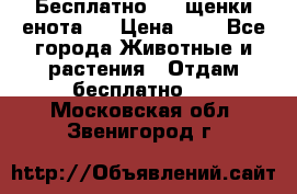 Бесплатно !!! щенки енота!! › Цена ­ 1 - Все города Животные и растения » Отдам бесплатно   . Московская обл.,Звенигород г.